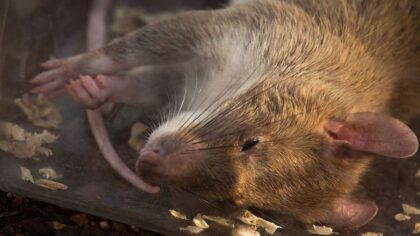 Study: Stressed rats more likely to seek pot