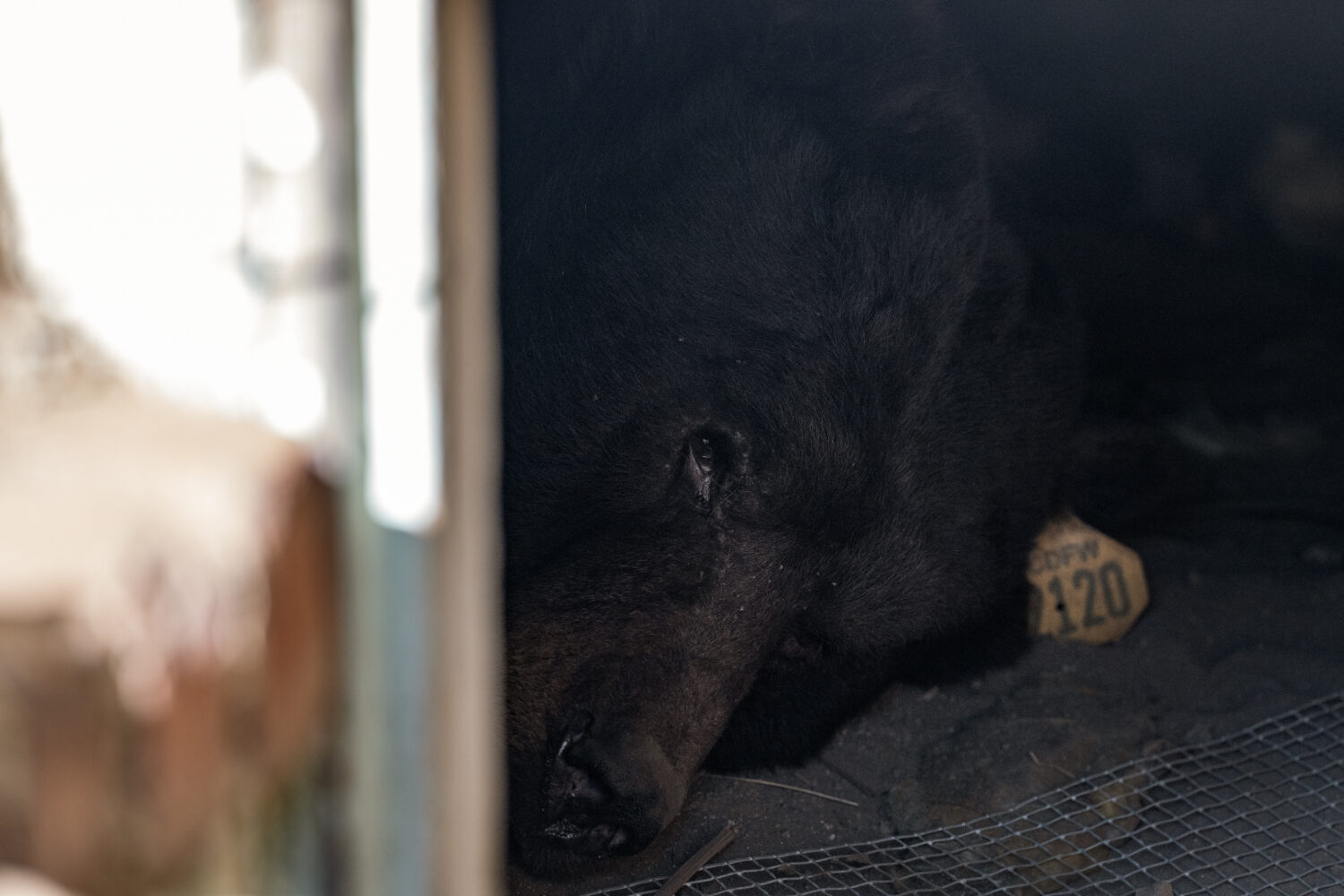 FILE - A bear lies inside a crawl space beneath a home in Altadena, Calif., Dec. 1, 2025. (AP Photo...