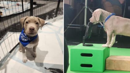 Washington's cutest rookie is headed to the Puppy Bowl