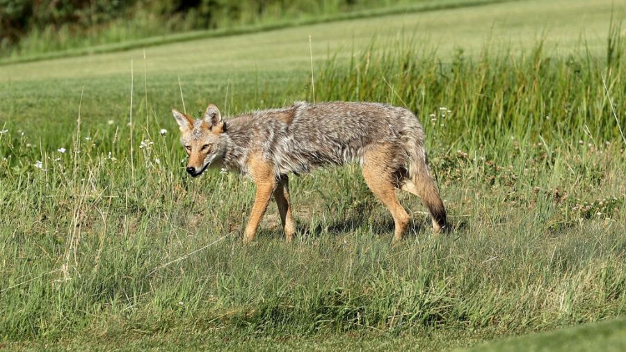Volunteer Park coyote...