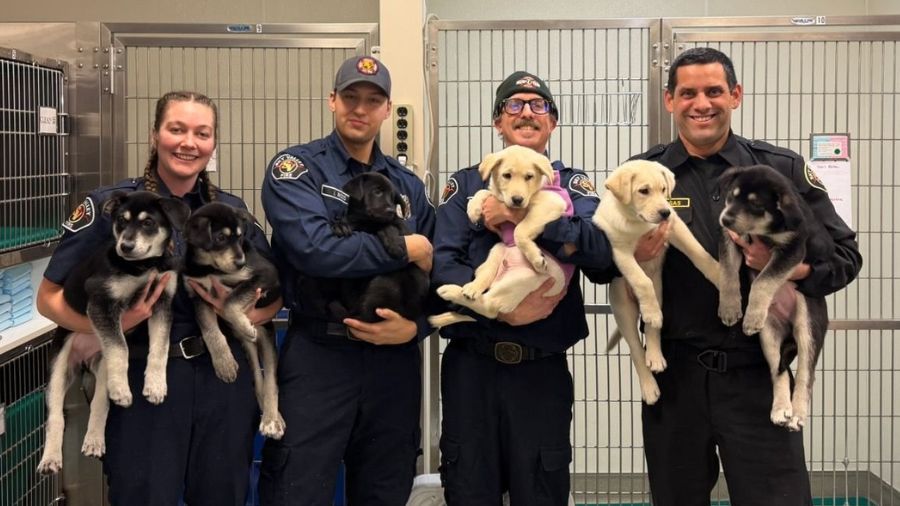 fentanyl overdose puppies gold bar...