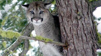 Muckleshoot Indian Tribe warns families of cougar sightings
