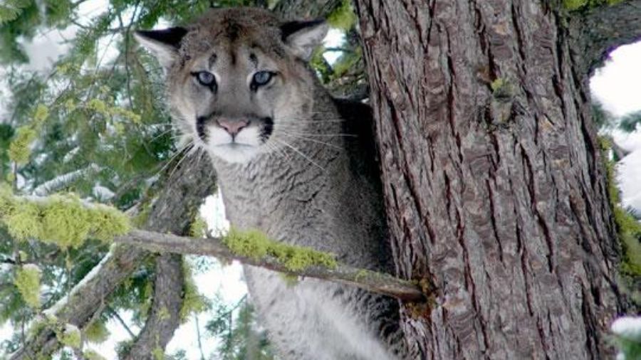 cougar sightings...