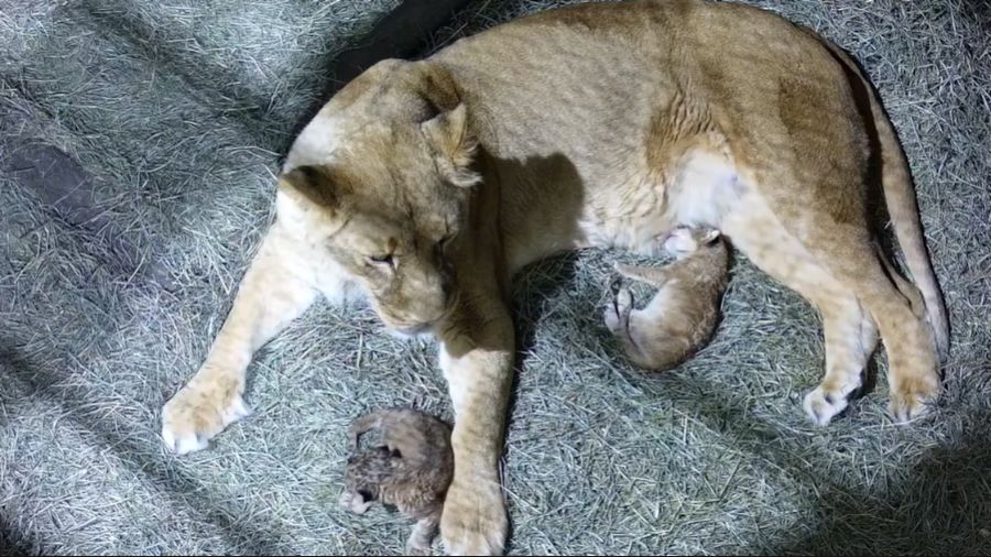 lion cubs woodland park zoo...