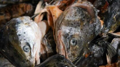 More than 1,500 dead fish to be released in Washington river