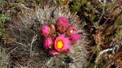 Students inspire WA state cactus bill as lawmakers again push Evergreen State nickname