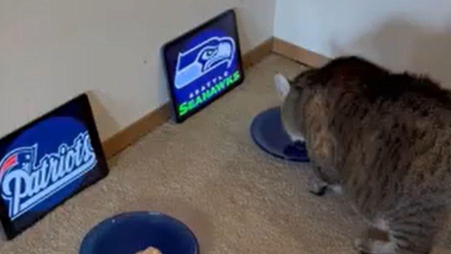 Super Bowl seahawks predictions...