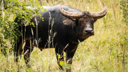 'Is it a bad idea?': Curley considers buying buffalo to avoid skyrocketing beef prices