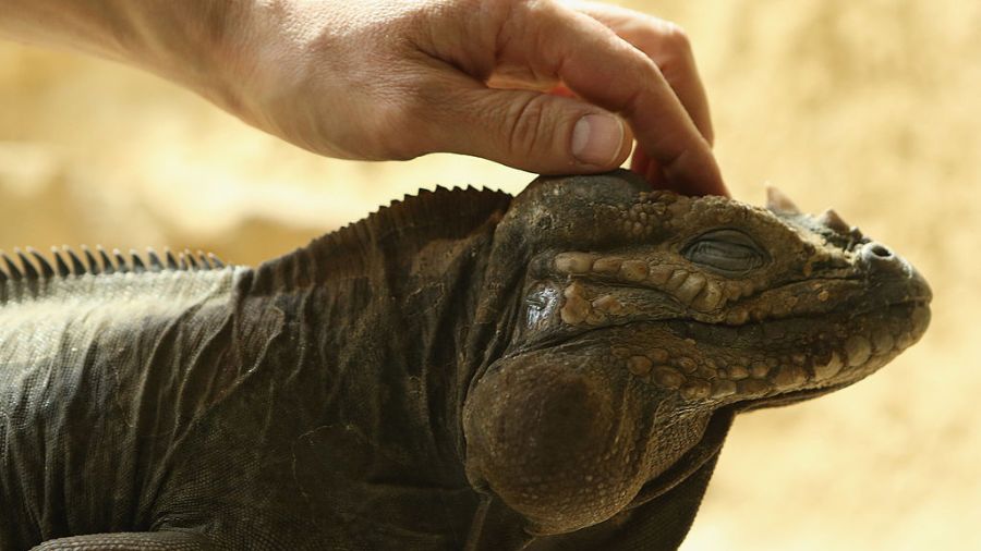 The Reptile Zoo Monroe closes...