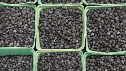 More than 55,000 pounds of blueberries recalled over Listeria contamination