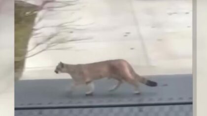 Three cougars spotted in Bellingham neighborhood, WDFW investigating