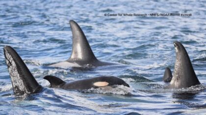 New Southern Resident orca calf spotted in L pod