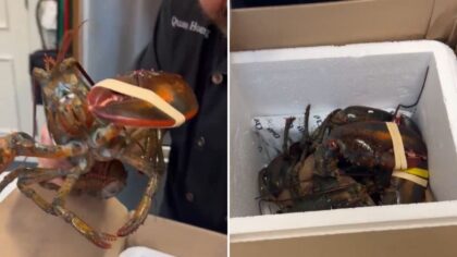 Massachusetts Gov. Healey pays up on Super Bowl bet with live lobsters
