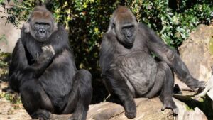2 woodland park zoo gorilla