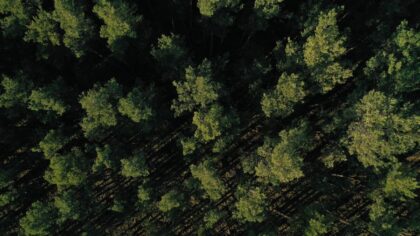Curley: If Thurston County leaders really wanted to reduce CO2, they'd plant trees — not require Home Energy Scores