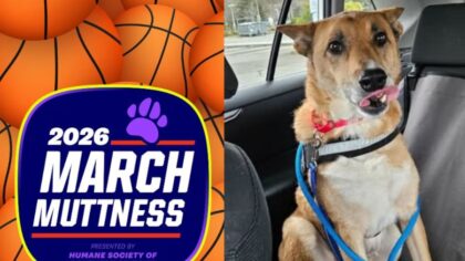 Washington has high chance of winning this year's March Muttness