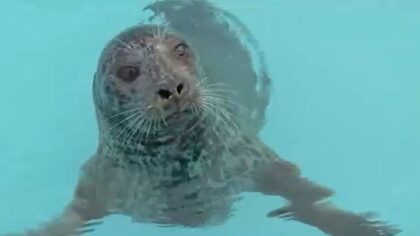Harbor seal shot in the face shows signs of recovery