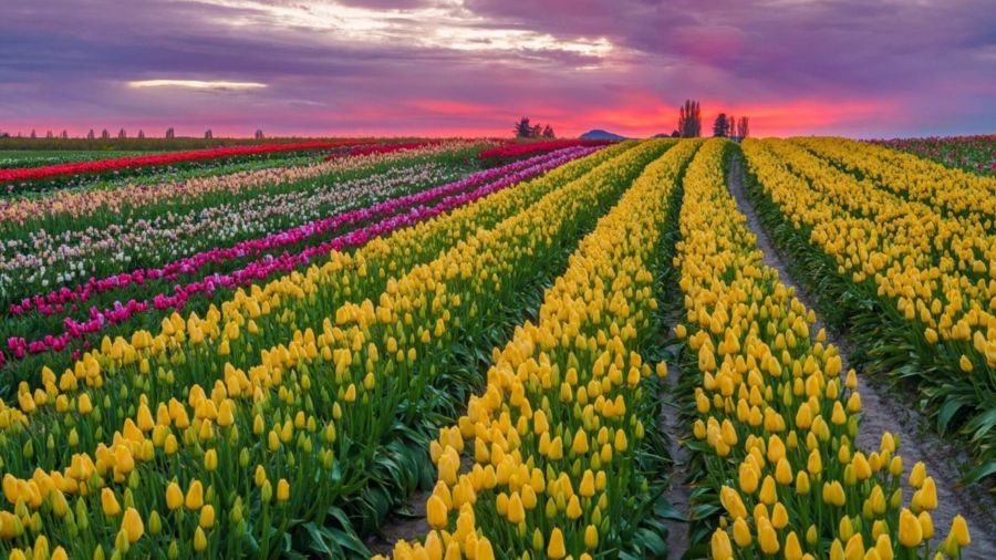 The Skagit Valley Tulip Festival...