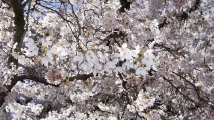 Grab your camera: UW cherry blossoms to reach peak bloom this week