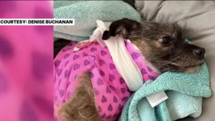 Dog survives vicious cougar attack in Sudden Valley