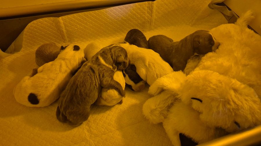 Tumwater pitbull puppies abandoned...
