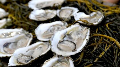 Manila clams, raw oysters recalled in Washington over norovirus risk