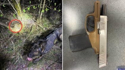 K-9 Asher recovers handgun after Walmart shoplifting arrest in Yelm