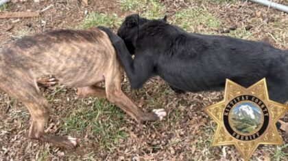 Kittitas County deputies seize two 'malnourished' dogs in animal neglect case