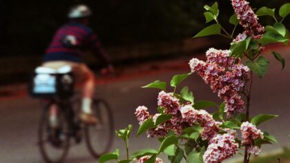 Spring allergy season arrives early in Western WA as tree, blossom pollen rises