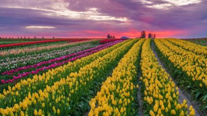 Tulip Town in Mount Vernon opens early for 2026 season