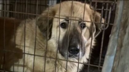 Dogs, cats, and pig among 57 animals seized in Poulsbo neglect case