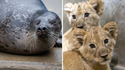 Animal alert: Blind seal finds new home in Tacoma, Seattle lion cubs get their names