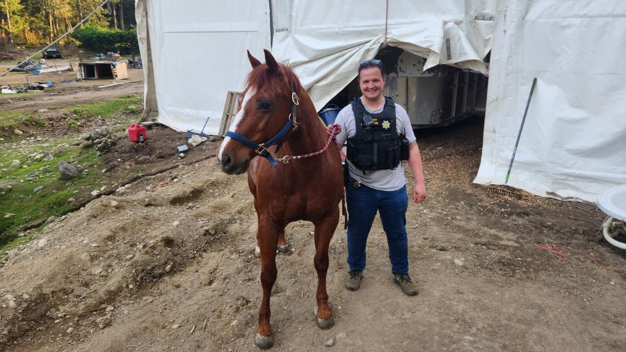 horse stolen enumclaw safe and sound...