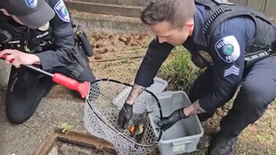 ducklings rescue redmond police...