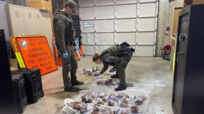 Two men in Snohomish accused of illegally killing deer out of season, WDFW says
