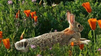 Spring delivers just in time: Sunshine and 60s ahead for Easter weekend