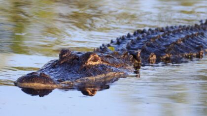 'Most pain I've ever experienced': Richland man survives 12-foot crocodile attack in Mexico, fights to save arm