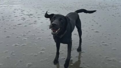 'You brought violence, pain, and death': Man who beat dog to death at Ballard kennel gets maximum 3-month sentence