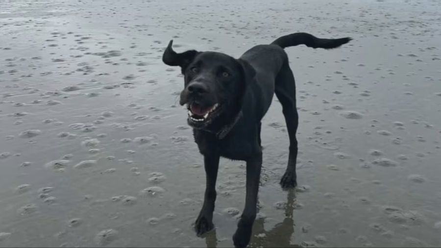 ballard dog death sentenced...