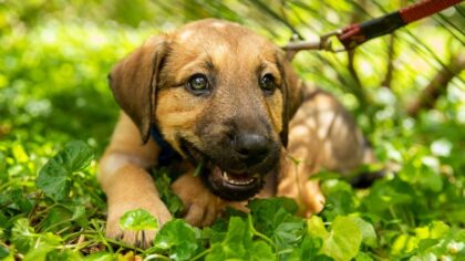Craft beer, cute dogs collide in Everett Animal Shelter's 'Paws & Pints' photo contest