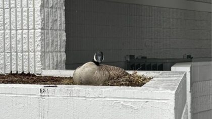 Milton man accused of striking Canada goose with a sign