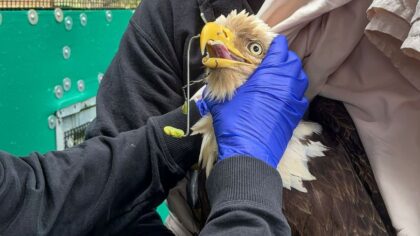 Bald eagle recovering at WA wildlife center after being shot in face