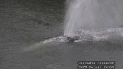 Young gray whale stranded in Pacific County river