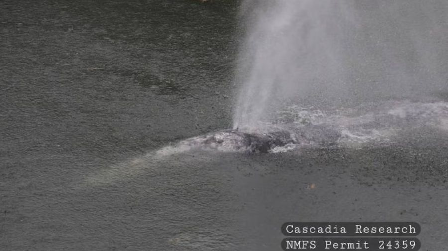 gray whale pacific county...