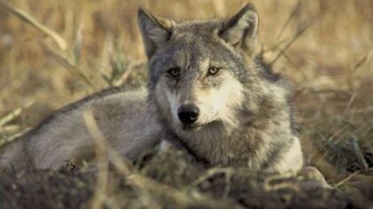 Washington's gray wolf population reaches record high