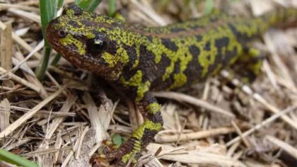 16 illegally trafficked newts carrying unknown disease seized in Whatcom County