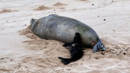 Seattle man detained in Hawaii after allegedly throwing rock at endangered monk seal