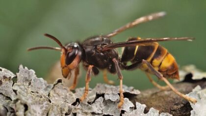 'Murder hornets' may have been eradicated, but WA now faces new hornet threat in Vancouver