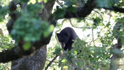 Bear spotted in Renton's Highlands Park neighborhood near elementary school