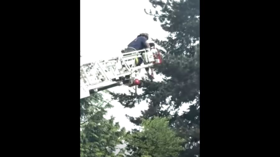 tree 12-year-old girl firefighters edmonds...